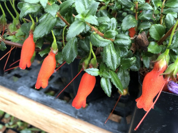 Mitraria coccinea 'Lago Puyehue'