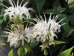 Three white flower clusters of Monarda austroappalachiana