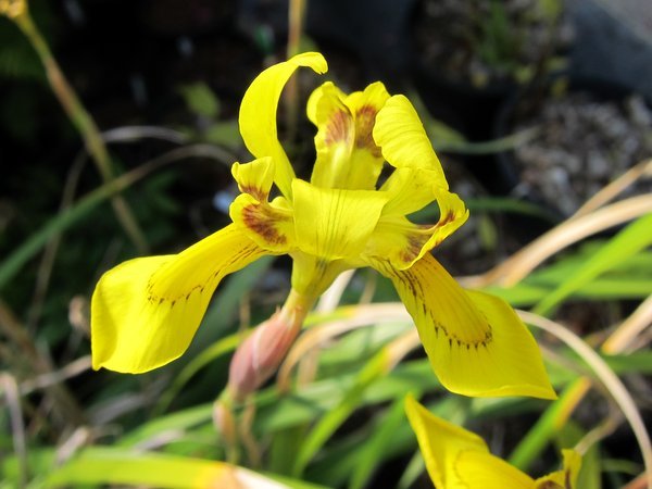 Moraea  huttonii