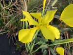 Moraea spathulata
