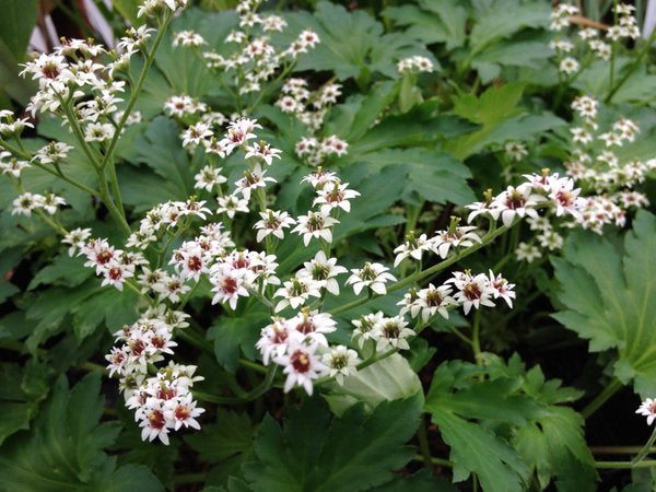 Mukdenia rossii - Quarryhill form