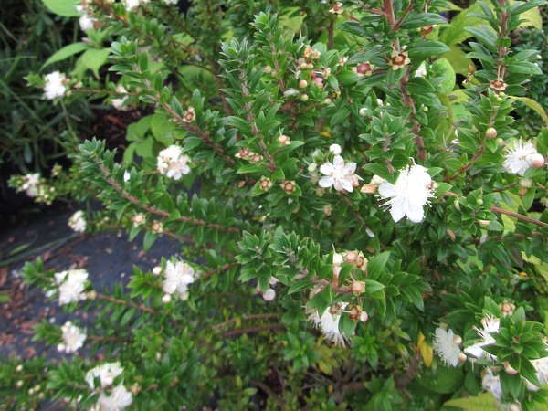 Myrtus communis subsp. tarentina