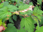 Neillia thibetica