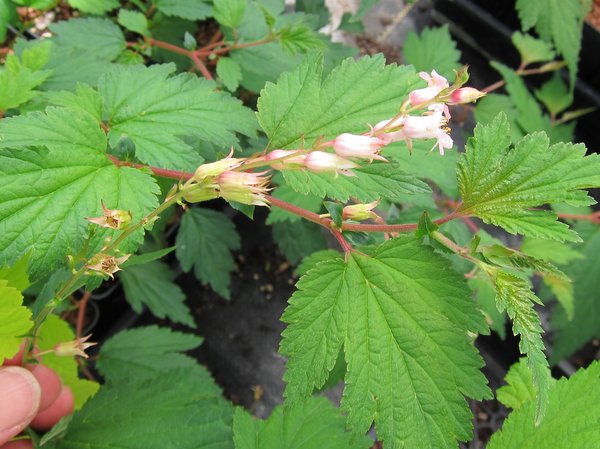 Neillia thibetica