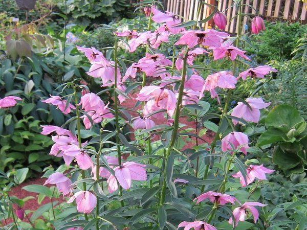 Many stalks of pink Nomocharis aperta lily flowers