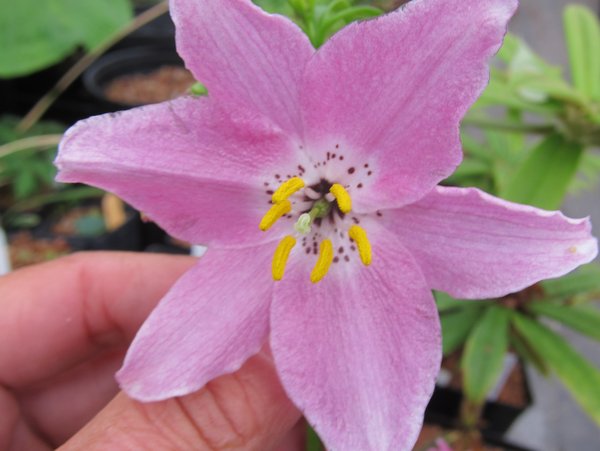 Nomocharis saluenensis