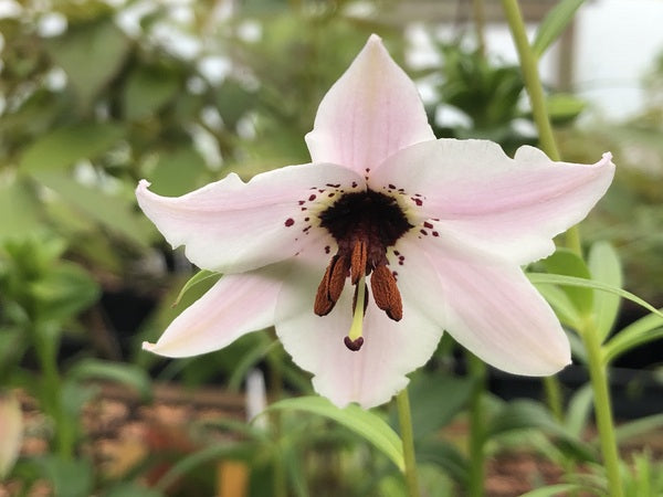 Nomocharis farreri BO14-116
