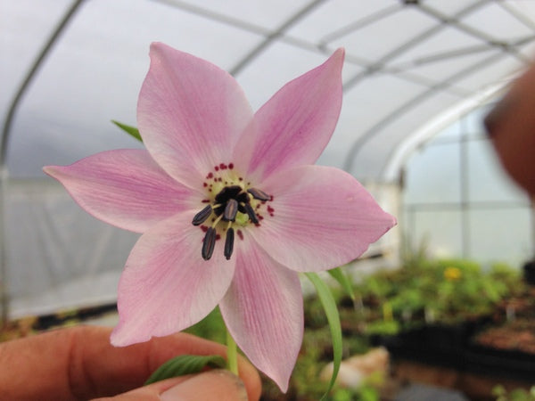 Nomocharis sp. nova BO 14-125 syn. Lilium