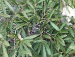 Notholithocarpus densiflorus f. attenuato-dentatus