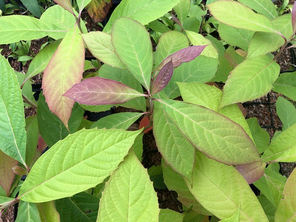 Nyssa cf. sinensis YuGu 015