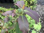 Nyssa cf. sinensis FMWJ 13122