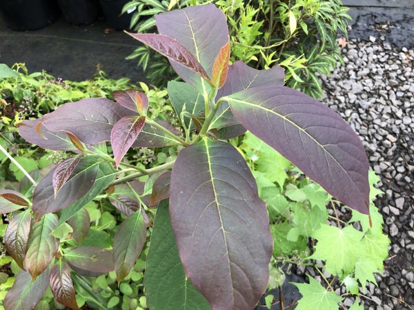 Nyssa cf. sinensis FMWJ 13122
