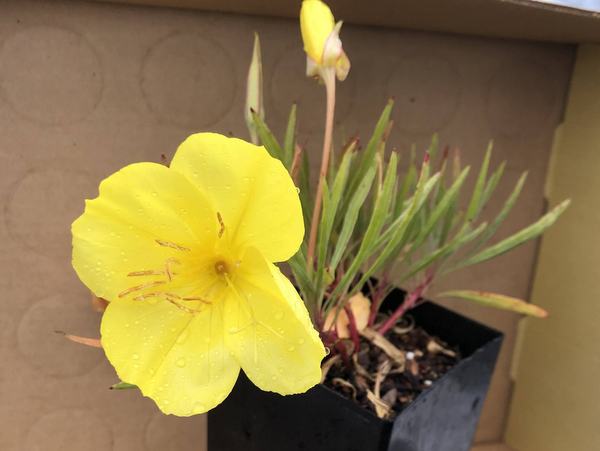 Oenothera macrocarpa subsp. fremontii