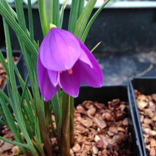 Olsynium douglasii FRF8589 - dark purple