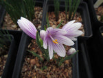 Olsynium douglasii FRF7880 - white with purple stripes