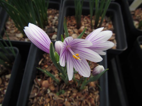 Olsynium douglasii FRF7880 - white with purple stripes