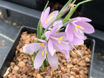 Olsynium douglasii FRF8588 - good pink