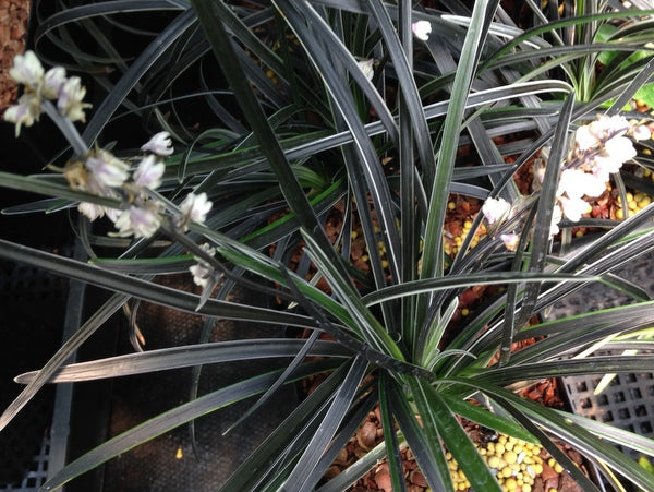 Ophiopogon planiscapus 'Edge of Night'