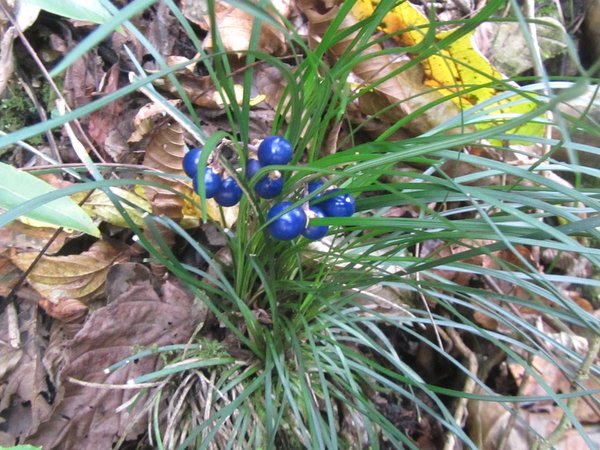 Ophiopogon sp. cf. umbraticola H2MD063