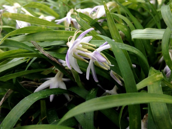 Ophiopogon sp. CDHM 14679