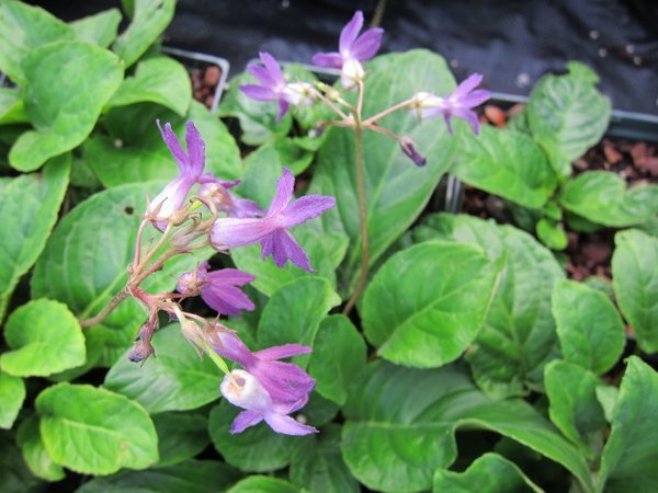 Oreocharis auricula CGG 14083