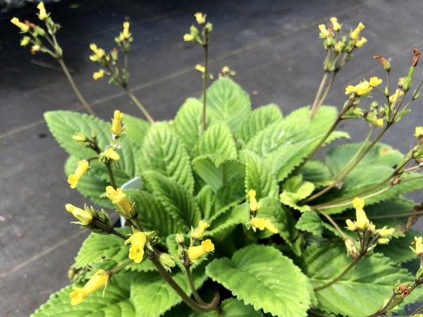 Oreocharis aurea var. aurea MD 17-35