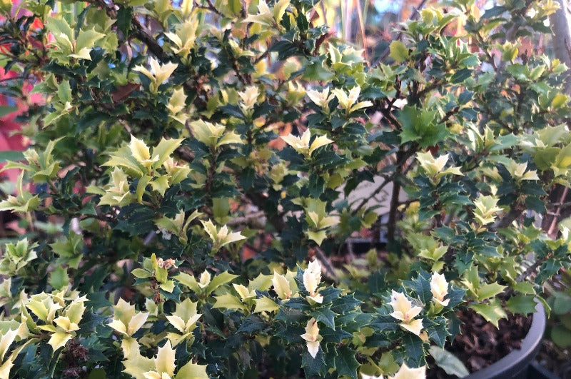 Osmanthus heterophyllus Kaori Hime