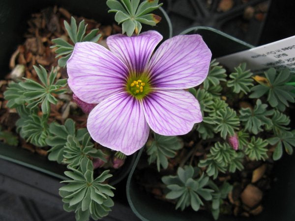 Oxalis 'Ione Hecker'