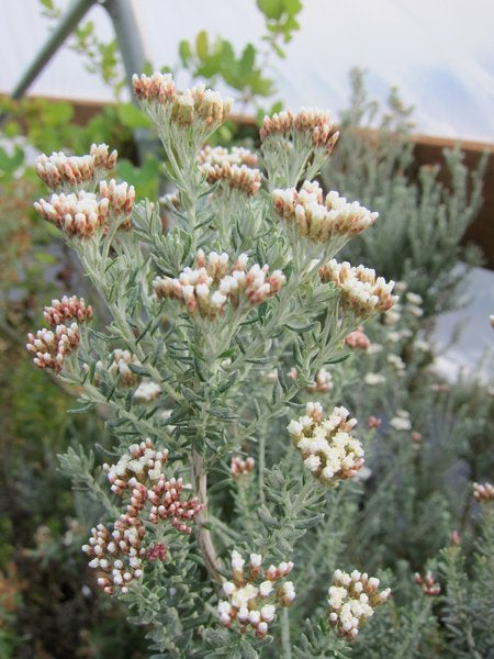 Cassinia x ozothamnus