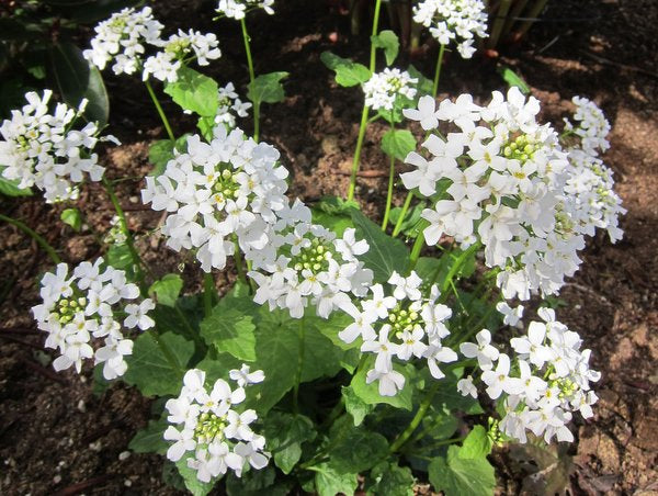 Pachyphragma macrophyllum