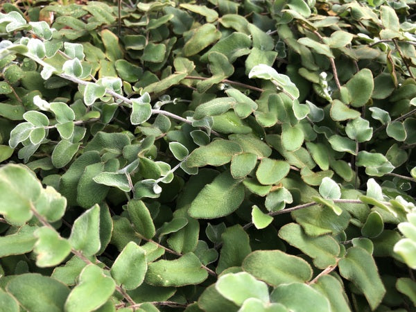 Paragymnopteris vestita MD 12-31