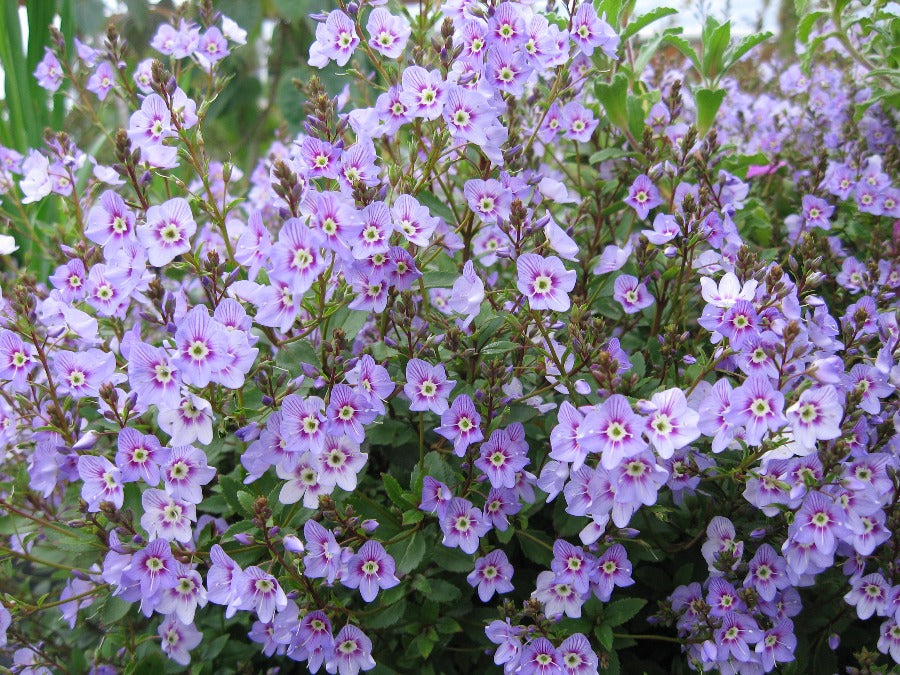 A mass of small purple flowers of Veronica catarractae 'Delight'