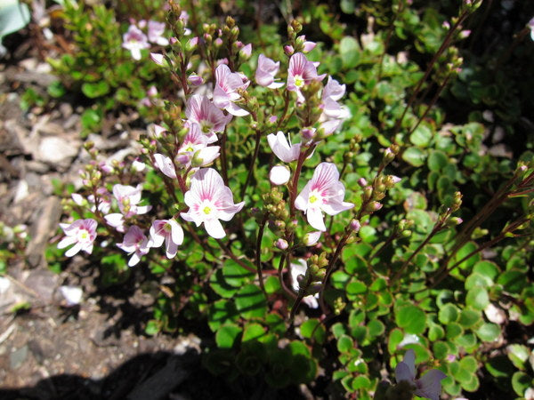 Veronica hookeriana