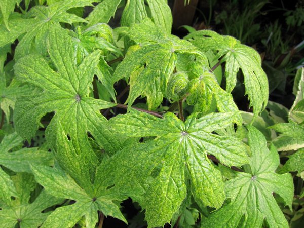 Parasenecio delphiniifolius 'Sanshoku' (syn. Cacalia)