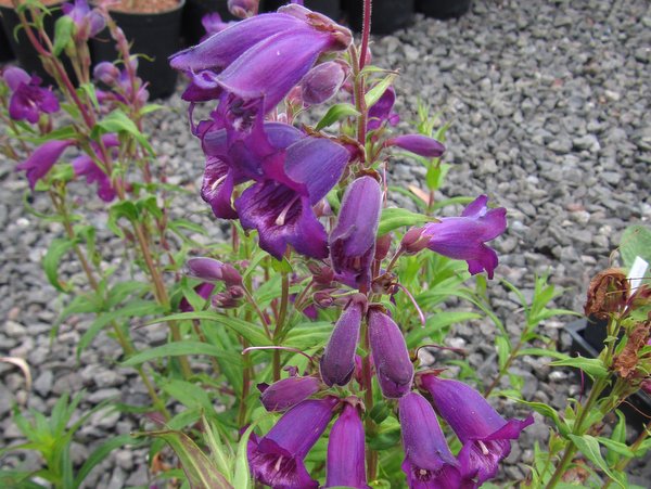 Penstemon 'Midnight'