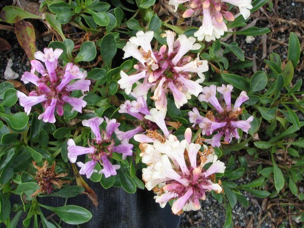 Penstemon procerus var. formosus