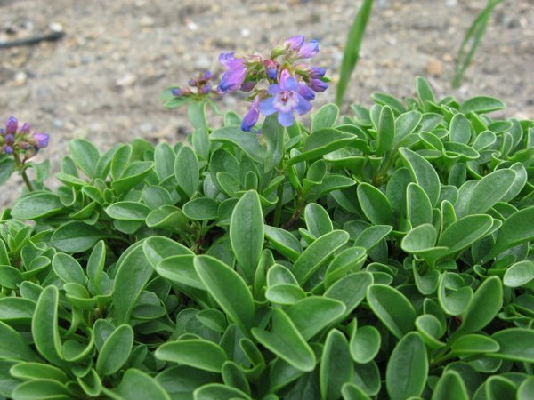 Penstemon procerus var. formosus