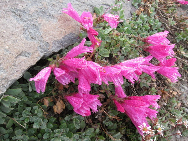 Penstemon rupicola - Gifford Pinchot form