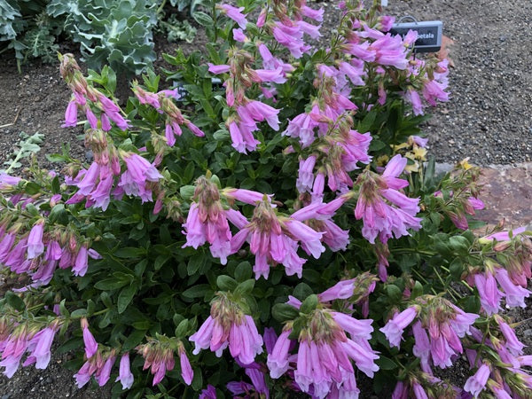 Penstemon 'Cotton Candy'