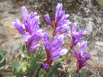 Penstemon barrettiae