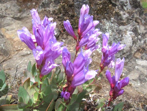 Penstemon barrettiae