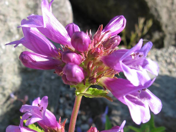 Penstemon serrulatus