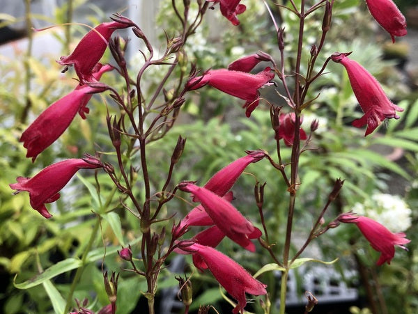 Penstemon species - Mexico