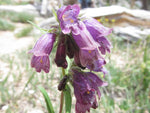 Penstemon whippleanus