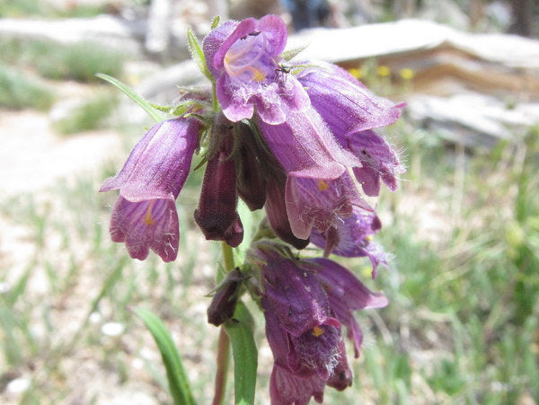 Penstemon whippleanus