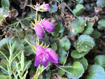 Penstemon x mexicali 'Windwalker'