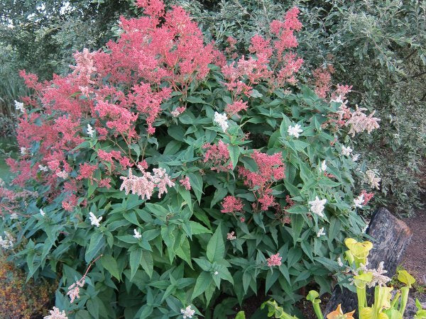 Bistorta polymorpha (syn. Persicaria)