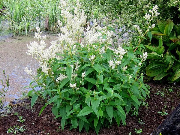 Bistorta polymorpha (syn. Persicaria)