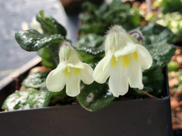 Petrocosmea begoniifolia