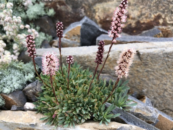 Petrophytum caespitosum